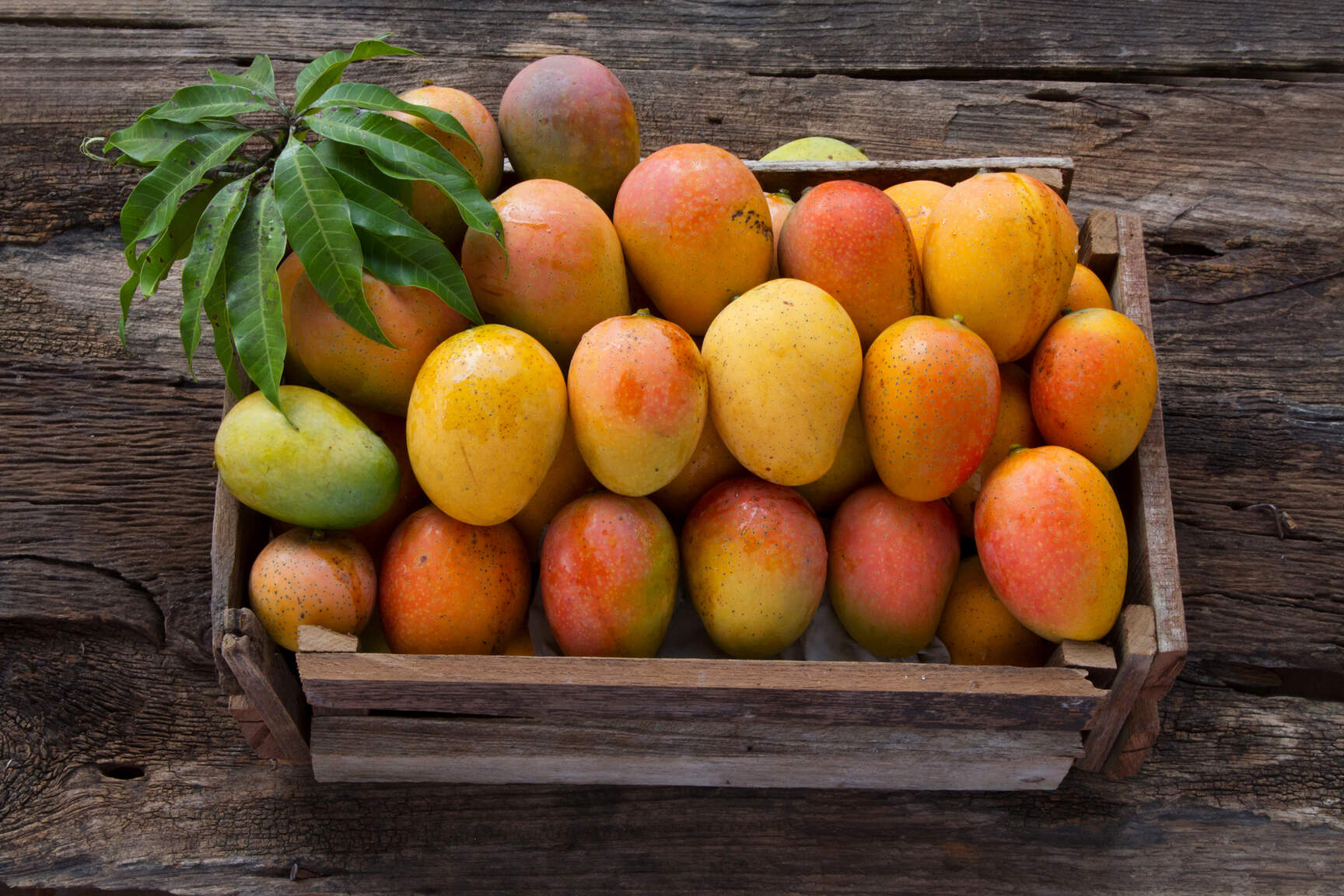 Dachser México mantiene las exportaciones del mango fluyendo a Europa Dachser México mantiene las exportaciones del mango fluyendo a Europa