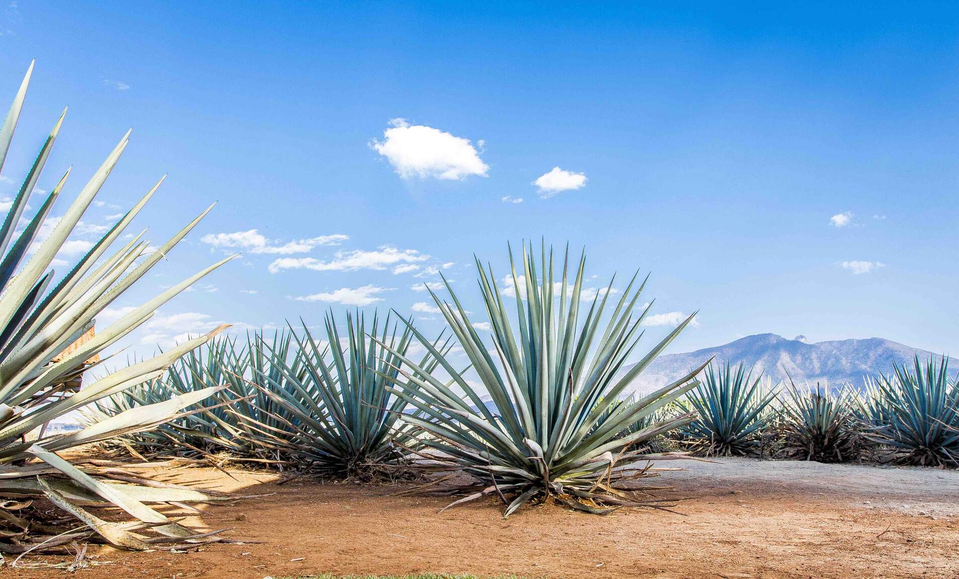 24 de julio, Día Nacional del Tequila en los Estados Unidos</span> 24 de julio, Día Nacional del Tequila en los Estados Unidos</span>